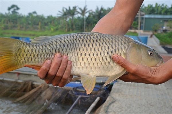 ca-nuoc-ngot-co-gia-tri-kinh-te-cao2